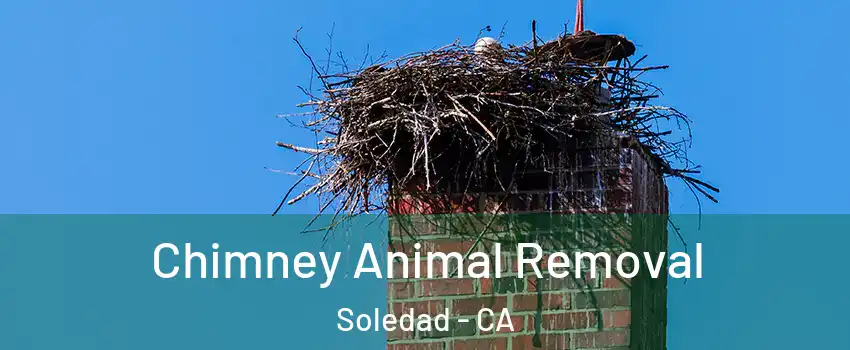 Chimney Animal Removal Soledad - CA