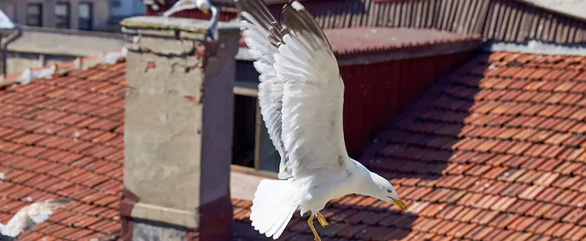 Residential Chimney Animal Removal Solution in Soledad, CA