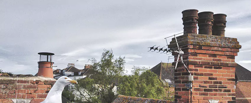 Chimney Cleaning And Restoration in Soledad, California